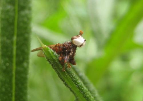 Myopa testacea